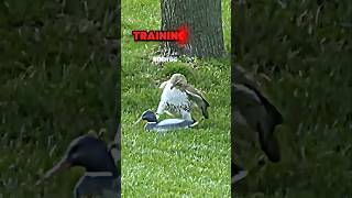 Peregrine Falcon hunting ducks trending wildlife peregrinefalcon falcon animals duck shorts [upl. by Bearce]