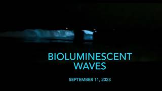 Bioluminescent waves [upl. by Golliner200]