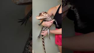 My beautiful 4 year old dwarf caiman shortvideo reptiles caiman shortsfeed dwarfcaiman [upl. by Tips]