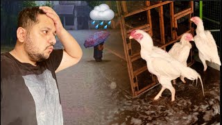 Barish nay kia shamo ka bura hal ⛈️ Aseel Murgo ka Setup Doob Gaya😭 Murga Farming Hsn Entertainment [upl. by Drucilla292]