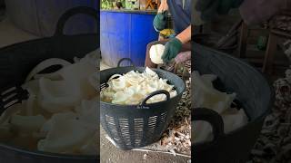 Awesome Skilled coconut cutting shots [upl. by Dorolice68]