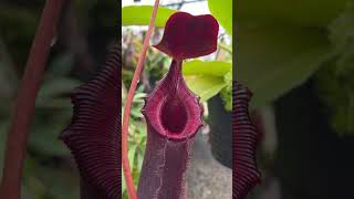 Item Short BE4502  N rajah x lowii  assorted clones  New Introduction carnivorous nepenthes [upl. by Ennaeirb647]