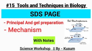 SDS PAGE Electrophoresis  Tools and techniques in biology MSc Zoology Kusum Chaudhary [upl. by Midas]