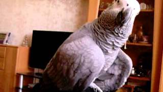 Я тебя укушу African grey parrot papagei żako Жако Кима [upl. by Siuqcram304]