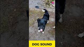 Dog Sound Play to your dog funny dogsound [upl. by Bass764]