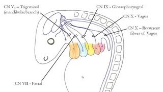 Medical Embryology  Development of the Pharyngeal Arches [upl. by Hermione]