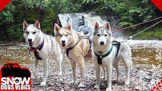 Huskies Fording a River on a Crazy Hike [upl. by Abisia]