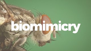 Biomimicry is more than just good design [upl. by Berthe]