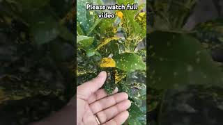 plants croton gardening newterrecegardening indoorplants hariduniya [upl. by Fendig]