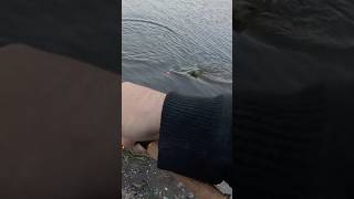 Shore Fishing Pike shorts fishing agressive pike angling kayakfishing exciting fish fun [upl. by Nirrok]