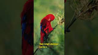 MindBlowing Facts About Lories You Never Knew lory parrots fascinatingfacts [upl. by Rimaa]