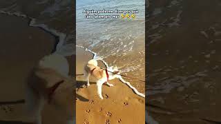 Cachorro latindo pro mar funnydogs cachorro doglover [upl. by Jadda48]