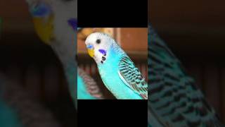 Happy budgie sounds 🥰💚💛✨ budgielife parakeet shorts [upl. by Luther522]