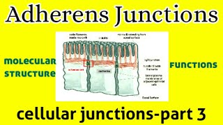 Molecular Structure amp Functions of Adherens Junctions  Cell Junction  AM Biologie Notes [upl. by Fromma]