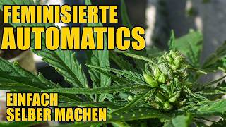 Feminisierte Autoflowers einfach selbst machen  vom Pollen bis zum Samen [upl. by Oslec]