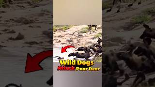 Wild dogs are hunting a deer in the lake ⛔ [upl. by Crowns]