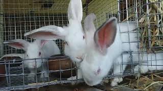 My weaning routine what I do to prevent deathsanimalfarming rabbitry [upl. by Blanc]