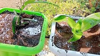 New plantation Basket plant Garden croton Rubber plant Snake plant [upl. by Nommad]