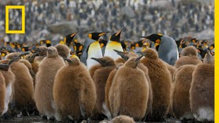 Go Inside an Antarctic City of 400000 King Penguins — Ep 4  Wildlife Resurrection Island [upl. by Ettennaj976]