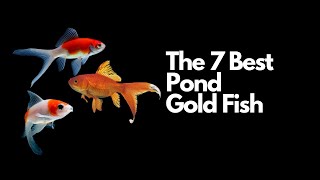 The 7 Best Pond Goldfish 🐟 [upl. by Skier]