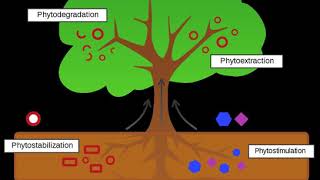 Phytoremediation  Wikipedia audio article [upl. by Adikram]