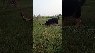 Labrador dog vs German Shepherd dog running pitbull rottwelier germanshepherd shortsviralshort [upl. by Jeffcott442]