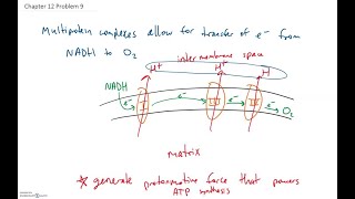 The electrontransport chain consists of a number of multiprotein complexes which work in conjunct… [upl. by Anis]