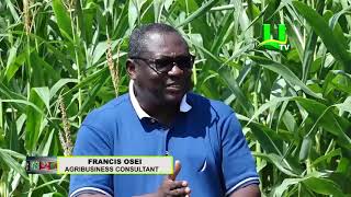 AYEKOO Commercial Maize Farming [upl. by Apollo]