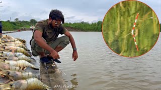 Big prawns fishing  fishing for giant fresh water prawns [upl. by Acino513]