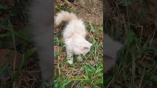 Kitten meows Play this to make your cat go crazy [upl. by Arada]