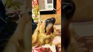 Bombay se aaya mera dost bollywood song dj saregama goldenretriever labrador doglover shorts [upl. by Clover309]