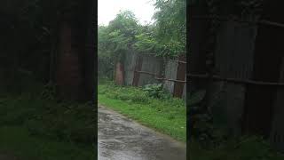 Super Heavy Rain doesnt stop in my village suitable for insomnia sleeping with the sound of rain [upl. by Belak]