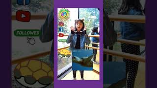 Tortugas marinas 🐢 vlog kids tvdigital TvOnline tv amigos kids tortugasmarinas tortugas [upl. by Nila]