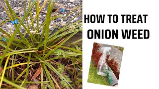 How To Treat Onion Weed  How To Kill Nutgrass  Gardening  Pakistani 🇵🇰 Australian 🇦🇺 [upl. by Nimsay]