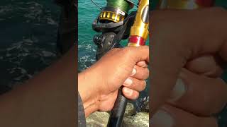 Daiwa BG 6500 screaming drag [upl. by Innattirb634]