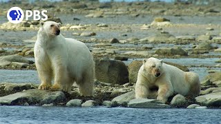 Polar Bears vs Grizzly Bears Which Would Win in a Fight [upl. by Burner326]