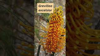 Grevillea excelsior [upl. by Anaihsat]