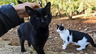 Black cat that wants to be petted is a little timid [upl. by Llennhoj]