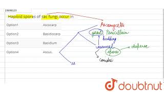 Haploid sporse of sac fungi occur in  12  KINGDOM FUNGIMULTICELLULAR DECOMPOSERS  BIOLOGY [upl. by Charters]