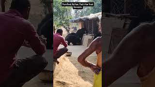 Incredible and Rare Wild Bears Visit Ashram in Koriya District Chhattisgarh [upl. by Moor]