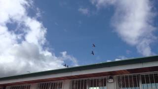 Costa Rica Lapas macaws Flying Overhead [upl. by Notluf]