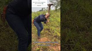 Cultivos de clima cálido🌥️ y crecimiento rápido🌿climate cultivation viral shortsfeed campo tik [upl. by Adehsar629]