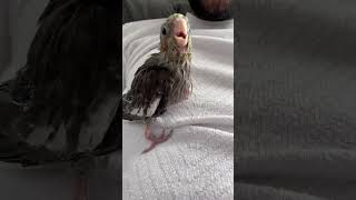 Calopsite svezzato a mano capcut birds parrot disney baby tiktok tiktokvideo tiktokviral [upl. by Haraj]