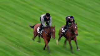 17 Sep Gallops Gallop 8 [upl. by Idoux]