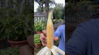 Grow 180 ears coin 20 feet – Food survival kit Corn Garden [upl. by Alston]