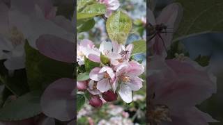 Apple blossom in the orchard 🌸 appleblossom blossom orchard appleorchard spring appletrees [upl. by Ryann820]