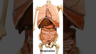 RespirationInternal Organs Movement  Anatomyofrepiration LungsliverHeart [upl. by Haret]