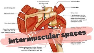 INTERMUSCULAR SPACES AROUND SCAPULA [upl. by Bourne]