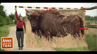 Wo weidet der Wisent  Reportage für Kinder  Anna und die wilden Tiere [upl. by Garaway]