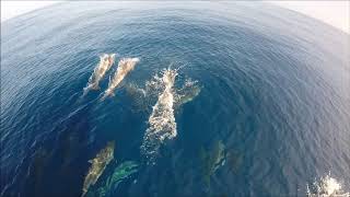 Stenella clymene Atlantic Spinner Dolphin in open ocean [upl. by Sasnett]